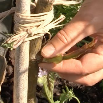 långa skott på rosor långa skott på rosor